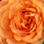 Portocaliu - Trandafir pentru straturi Floribunda - Bentheimer Gold ®